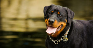 No sienten dolor (Istock)