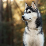 Husky siberiano (Istock)