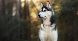 Husky siberiano (Istock)