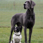 Gran danés o dogo alemán