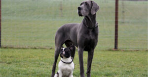 Gran danés o dogo alemán