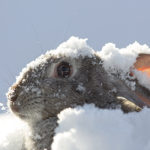 Hay que protegerlos de temperaturas extremas (iStock)