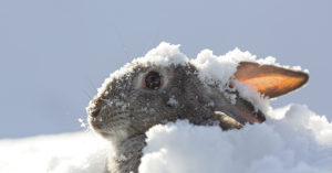 Hay que protegerlos de temperaturas extremas (iStock)