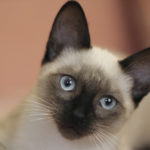 Imposible confundirse con esa mirada (iStock)