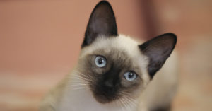 Imposible confundirse con esa mirada (iStock)