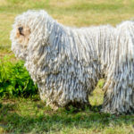 Komondor