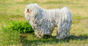 Komondor