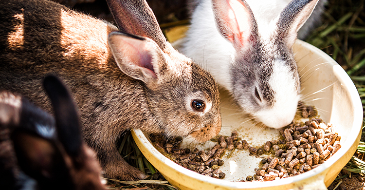 La alimentación de los conejos es un gasto que hay que contar (iStock)