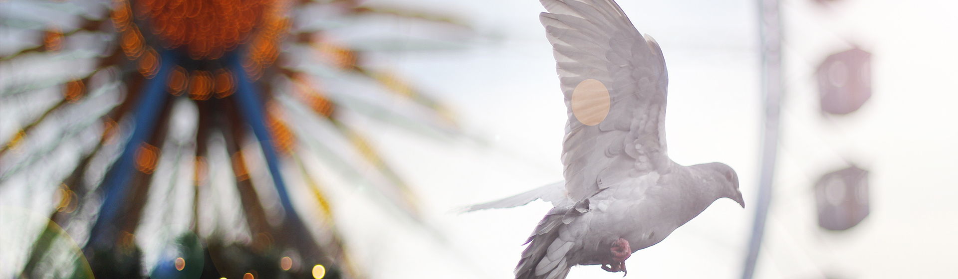 La paloma suele representar al Espíritu Santo (Unsplash)