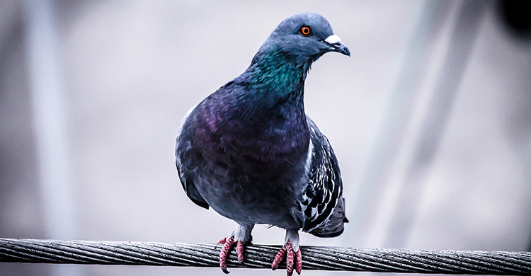 Las palomas pueden portar enfermedades (Unsplash)