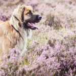 Leonberger