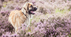 Leonberger