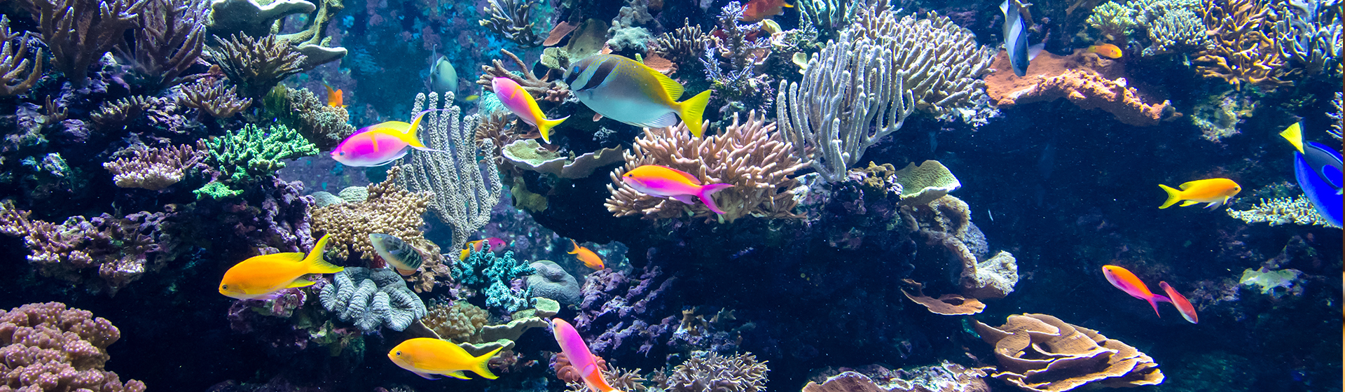 Los acuarios son muy vistosos para una casa (iStock)