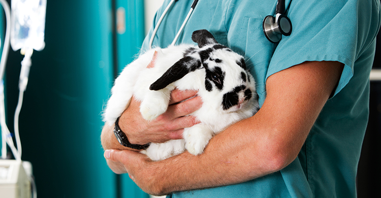 Los gastos variarán dependiendo del veterinario (iStock)