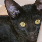 Los gatos Bombay tienen unos ojos que destacan sobre su pelaje (iStock)