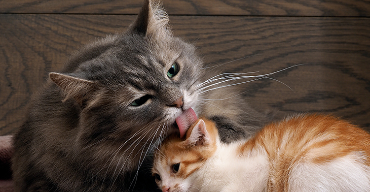 Los gatos bebés necesitan a sus mamás (iStock)