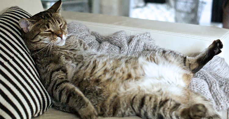 Los gatos obesos pueden tener el síndrome de Garfield (iStock)