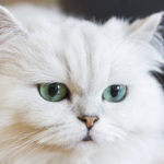 Los gatos persa blancos tienen una belleza impresionante (iStock)