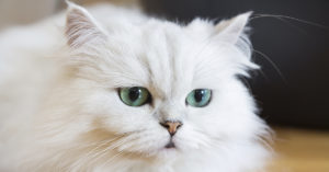 Los gatos persa blancos tienen una belleza impresionante (iStock)