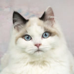 Los gatos ragdoll son conocidos por su adorable carita (iStock)