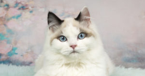 Los gatos ragdoll son conocidos por su adorable carita (iStock)
