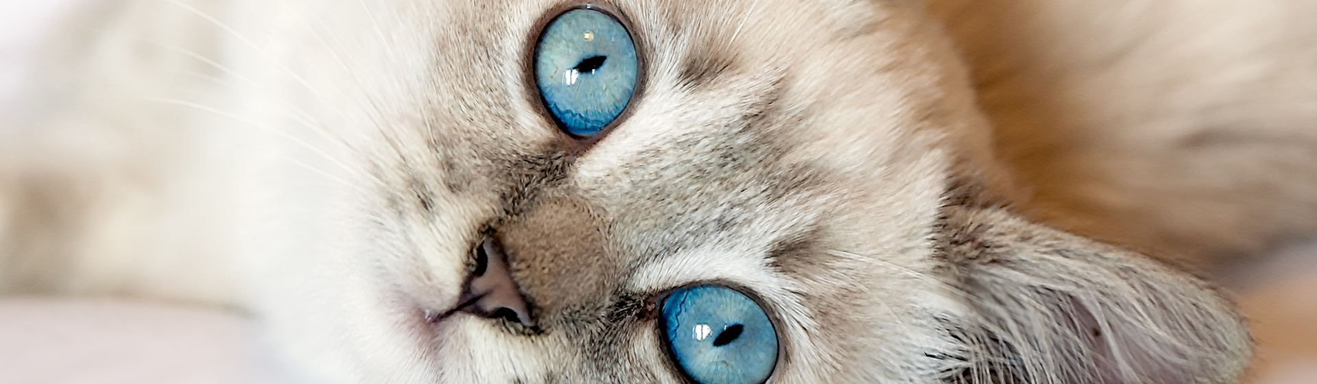 Los ojos de los gatos son muy característicos (iStock)