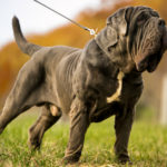 Mastín napolitano (Istock)