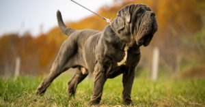 Mastín napolitano (Istock)