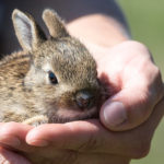 No hay duda de que los conejos son adorables (Pixabay)