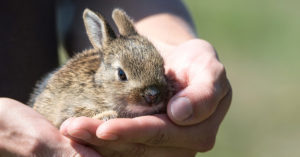 No hay duda de que los conejos son adorables (Pixabay)