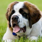 San Bernardo (Istock)