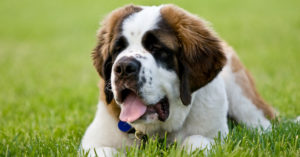 San Bernardo (Istock)