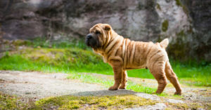 Shar pei (Istock)