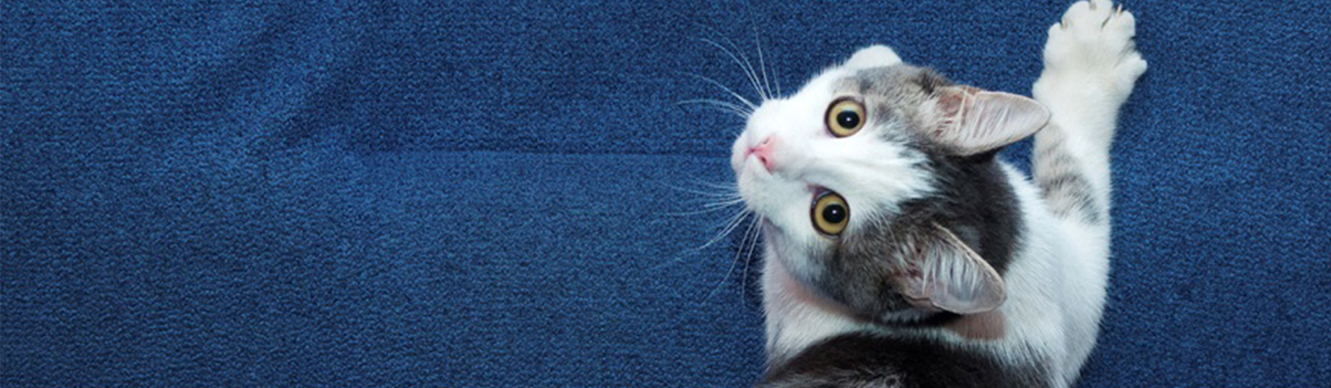 LA SOLUCIÓN IDEAL A LOS ARAÑAZOS DE LOS GATOS