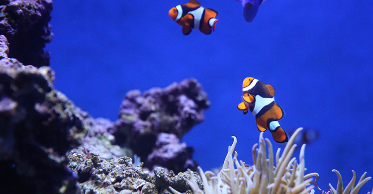 También dependerá del tamaño del acuario (Unsplash)