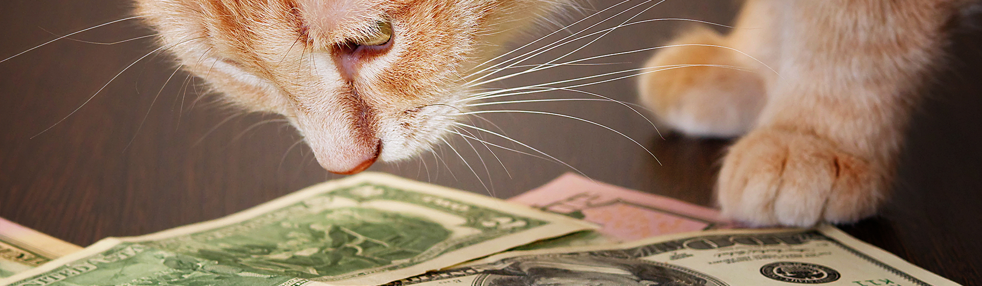 Tener un gato no tiene por qué ser una ruina (iStock)