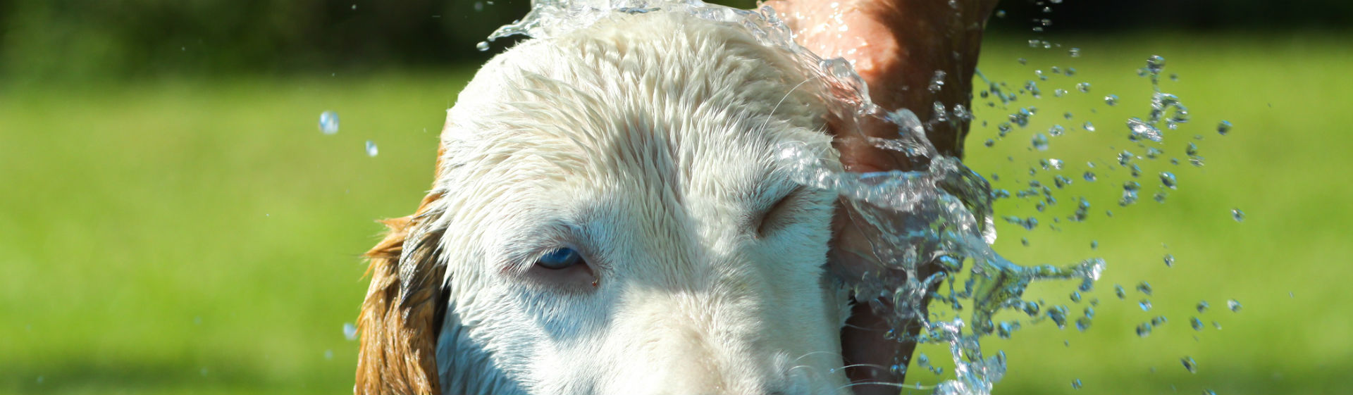 El calor puede hacer sufrir mucho a las mascotas (Foto: iStock)