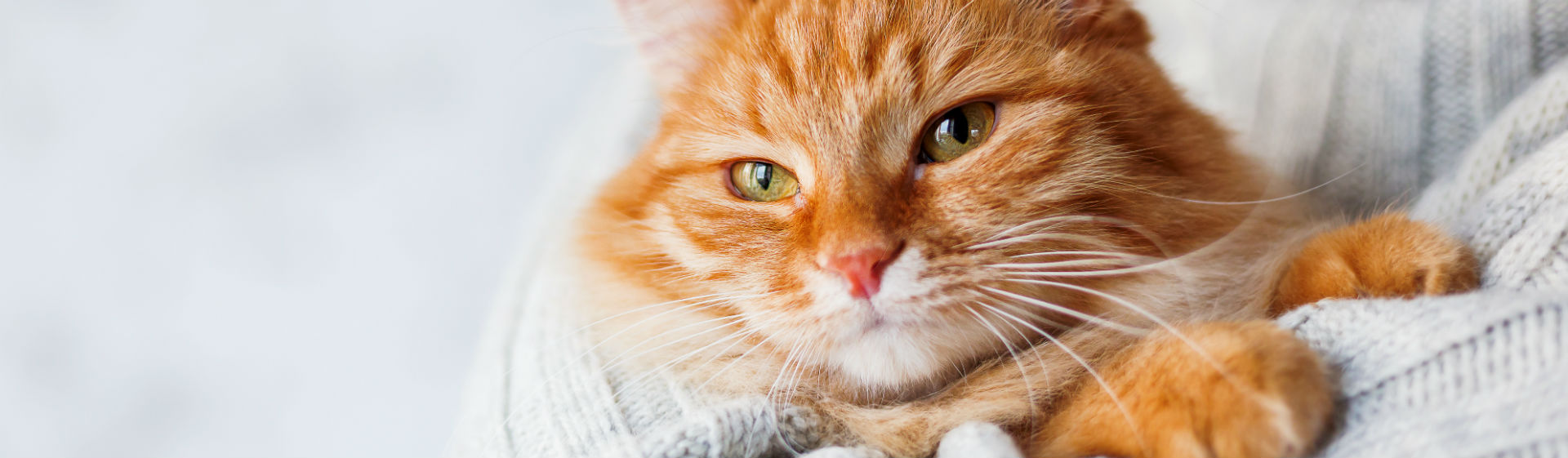 Descubre la forma correcta de sujetar a tu gato para que no sufra (Foto: iStock)