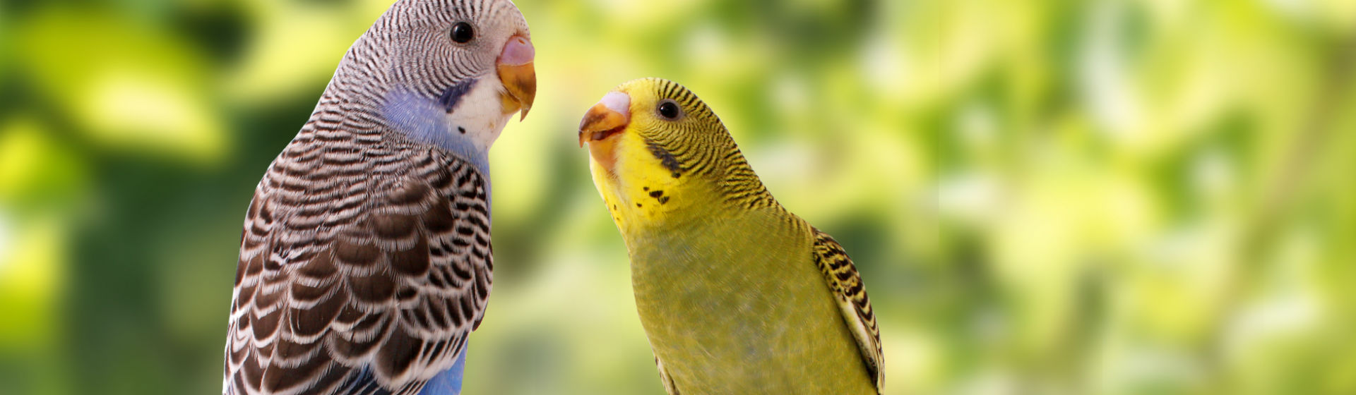 No todas las aves pueden vivir en una casa (Foto: iStock)
