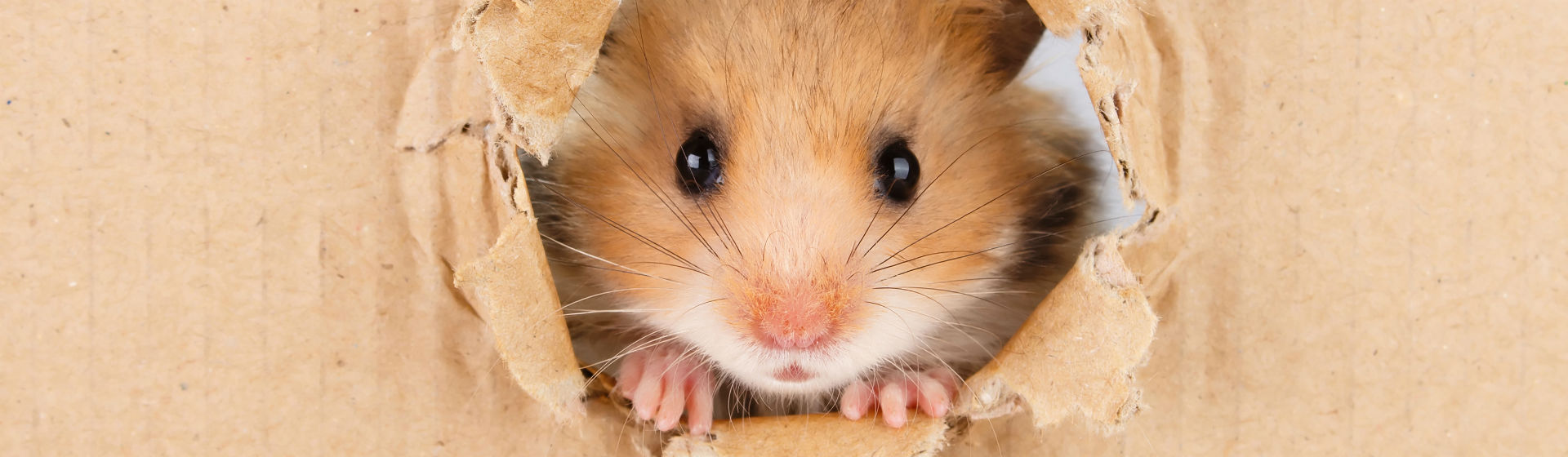 Los hámsters pueden transmitir muchas cosas (Foto: iStock)