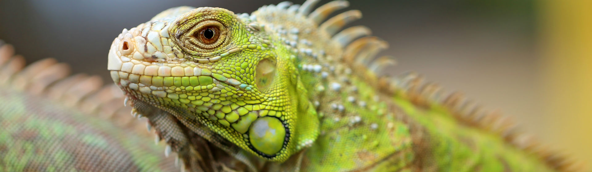 Las iguanas pueden sufrir diversas enfermedades (Foto: iStock)