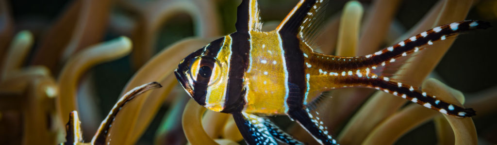 Hay peces que no pueden vivir en un acuario (Foto: iStock)
