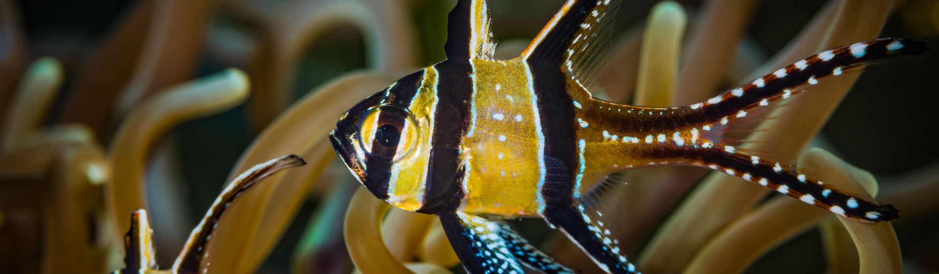 Hay peces que no pueden vivir en un acuario (Foto: iStock)
