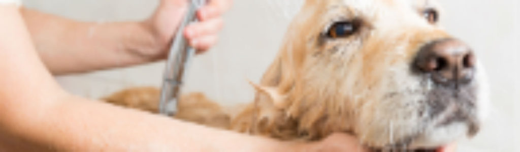 Los perros necesitan unos cuidados que pueden ser costosos (Foto: iStock)