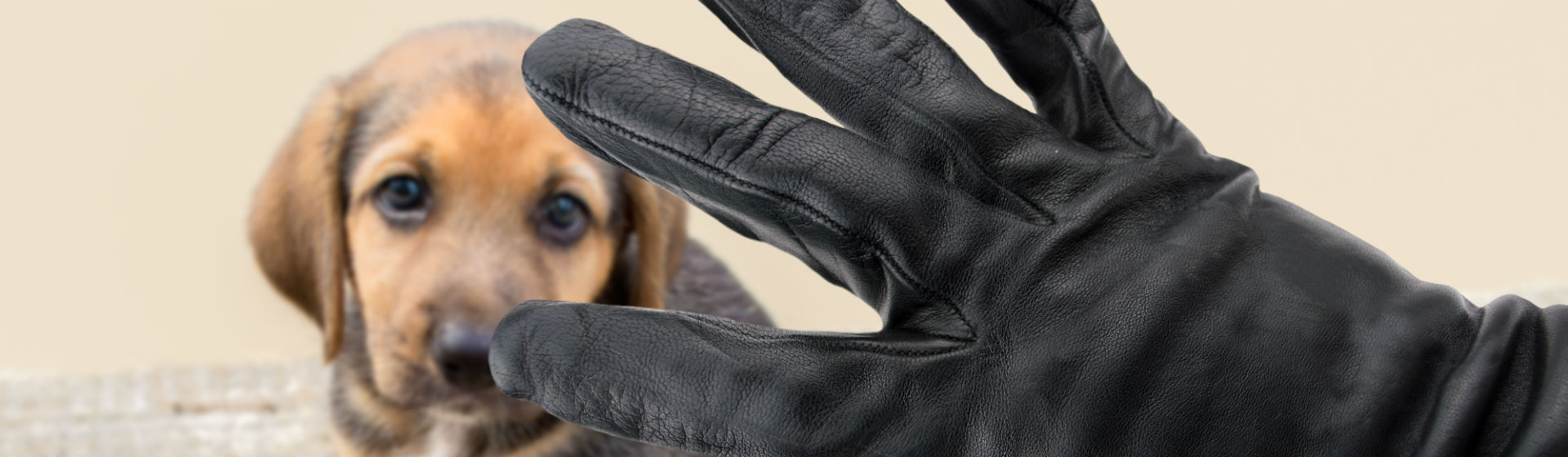Cuidado con los hackers, pueden quitarte a tu mascota (Foto: iStock)