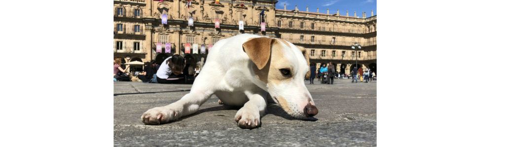 El blog perruno de Piper (Foto: pipperontour.com)