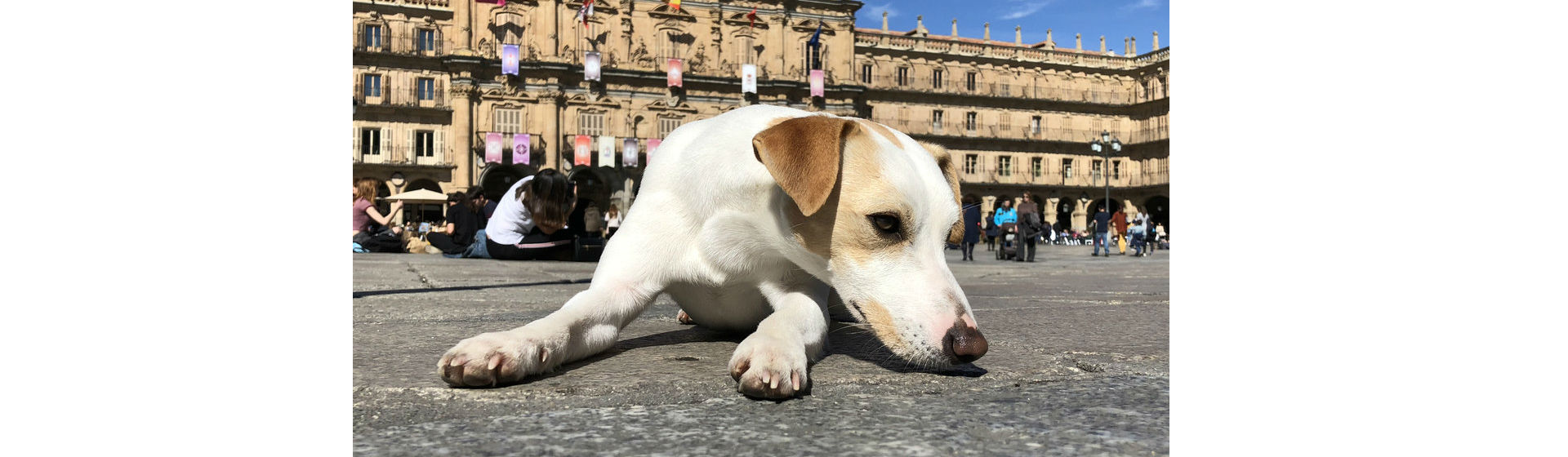 El blog perruno de Piper (Foto: pipperontour.com)