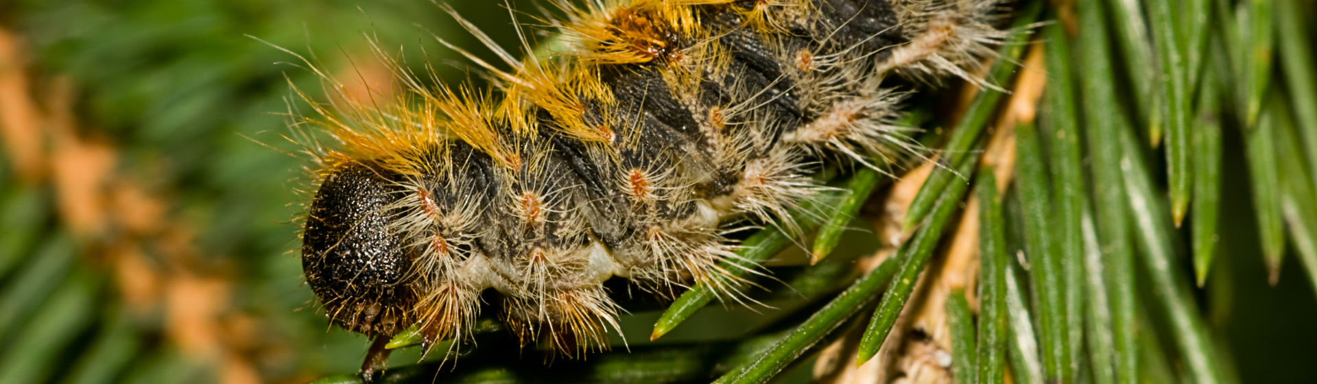 Las procesionarias pueden causar problemas de salud (Foto: Gtres)