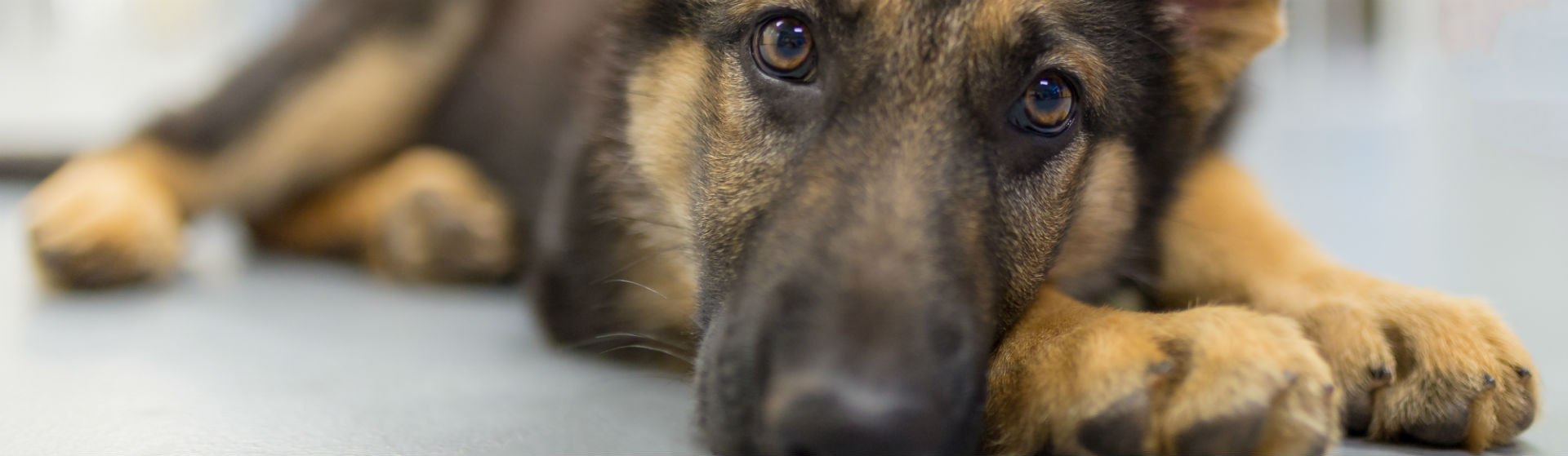 Los perros pueden ser grandes guardianes (Foto: iStock)