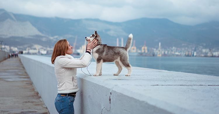 Los perros necesitan mucho cariño (Unsplash)